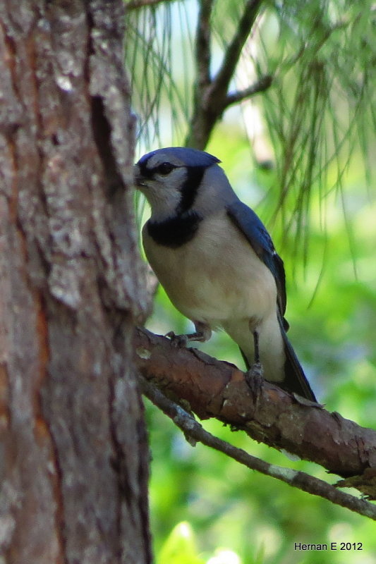 BLUE JAY