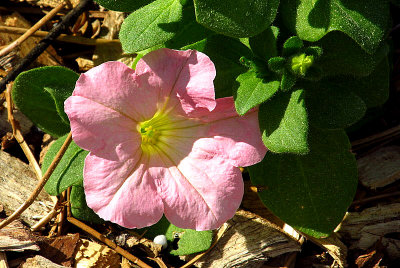 FEB 22, FIRST PETUNIA