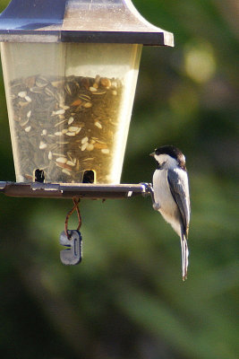 CAROLINA CHICKADEE