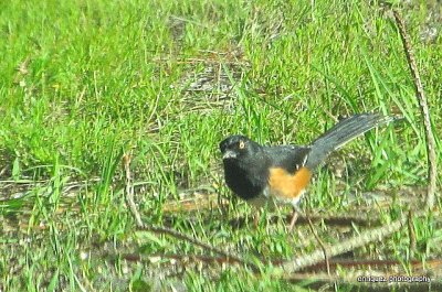 EASTERN TOWEE