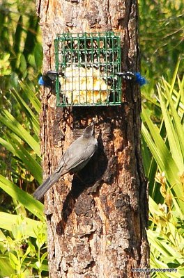 CATBIRD