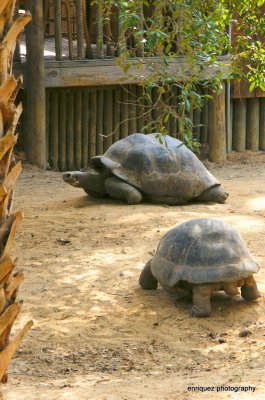 GALAPAGOS TORTOISES