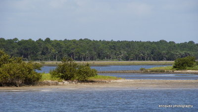 ESTUARINE ENVIRONMENT