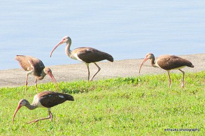 IBISES ON THE WATERFRONT