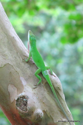 GREEN ANOLE