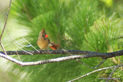 Young Cardinal.
