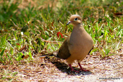 MOURNING DOVE