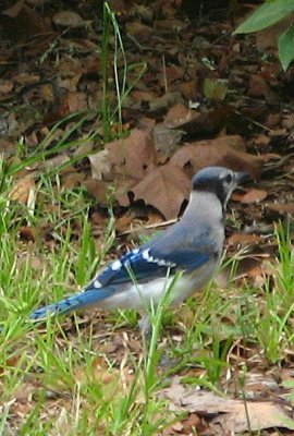 BLUE JAY