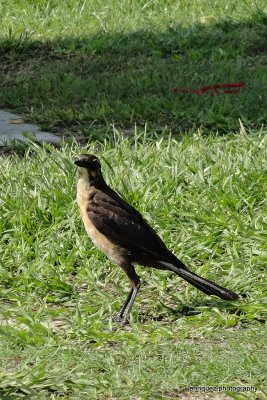 FEMALE GRACKLE!