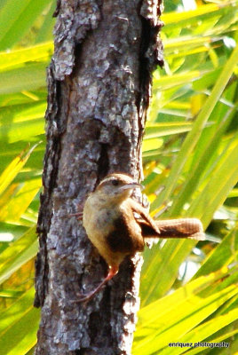 wren