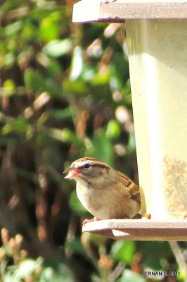 CHIPPING SPARROW