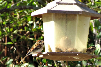 CHIPPING SPARROWS 