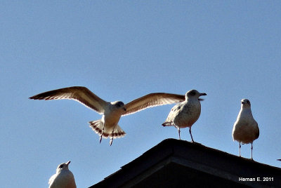 SEAGULLS FROM THE CAR