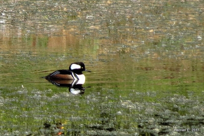 HOODED MERGANSER