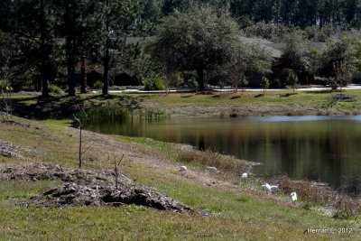 IBISES BY THE POND