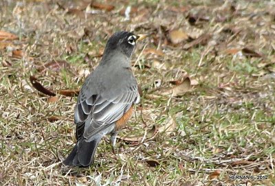 AMERICAN ROBIN