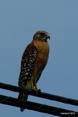 RED-SHOULDERED HAWK