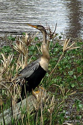 ANHINGA