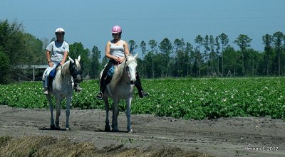 AFTERNOON RIDE