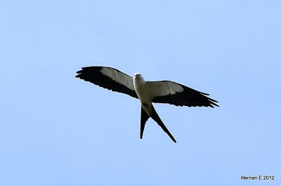 SWALLOW TAILED KITE