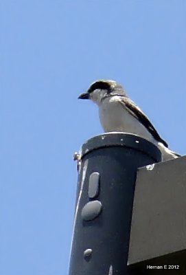 LOGGERHEAD SHRIKE