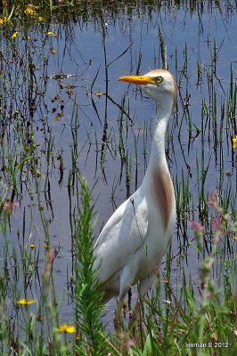 AN EGRET A DAY...