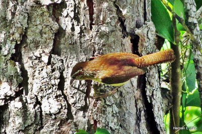 CAROLINA WREN