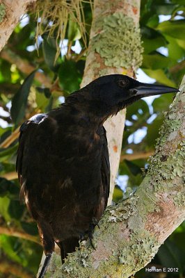 GRACKLE