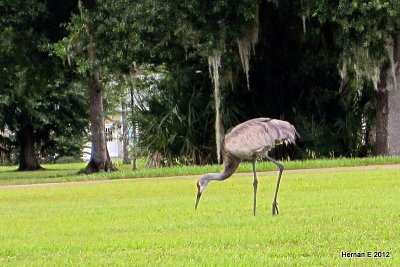 SANDHILL CRANE