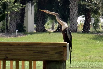 ANHINGA