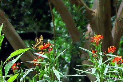 BUTTERFLY ON THE MILKWEED