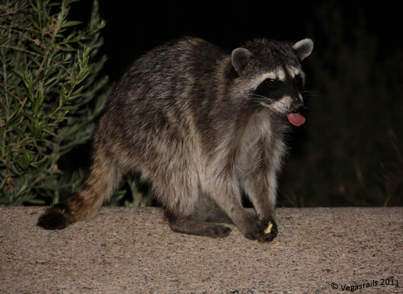 Bullhead Raccoon