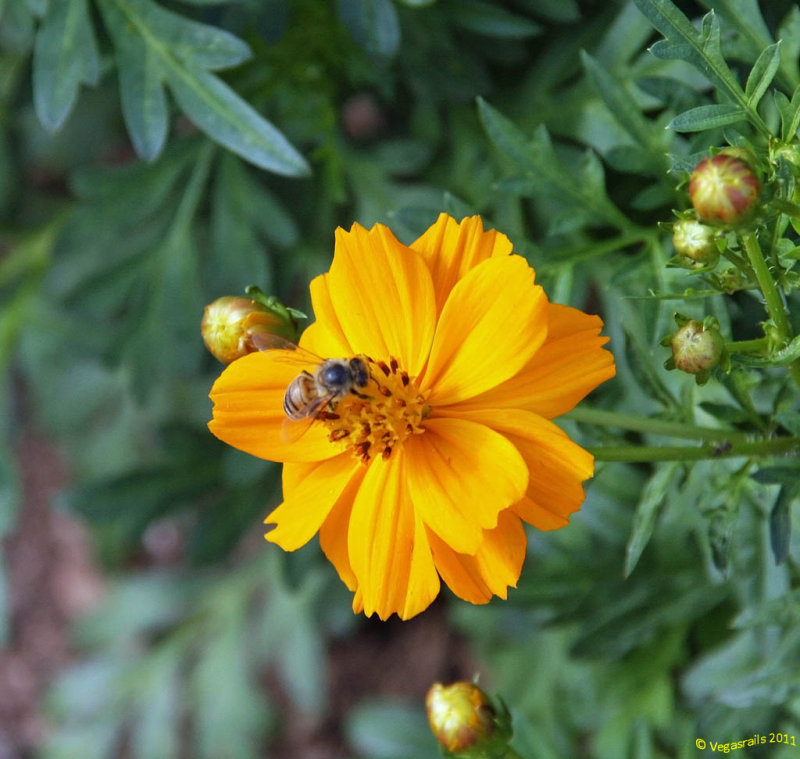 Flower and bee