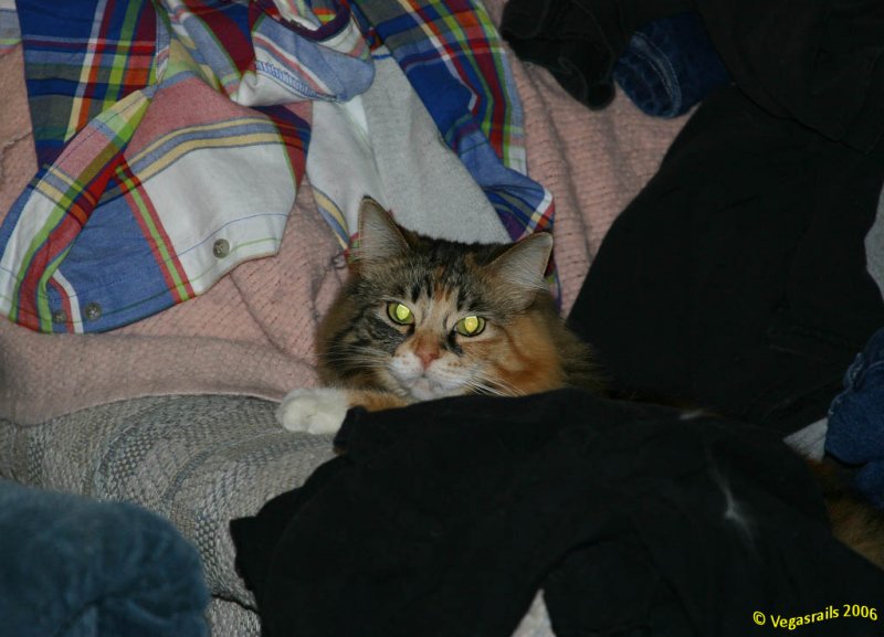 Warm clothes warm kitty