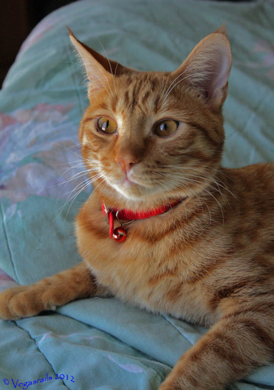 Tigger 