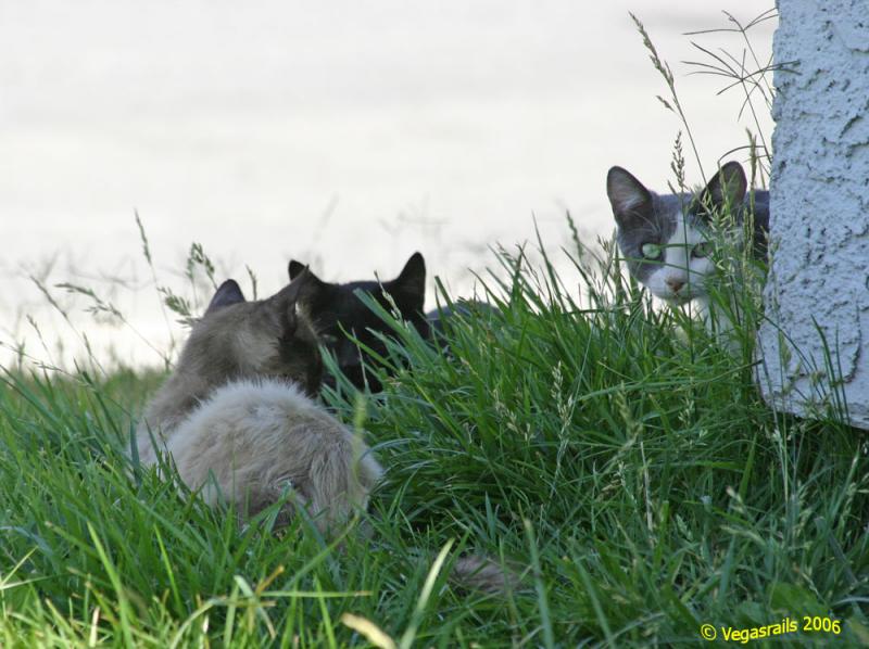 Strays