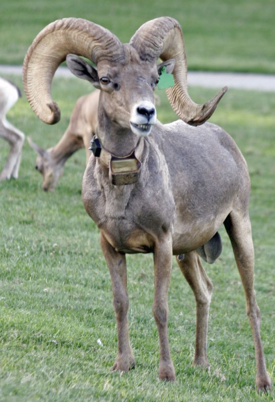Bighorn