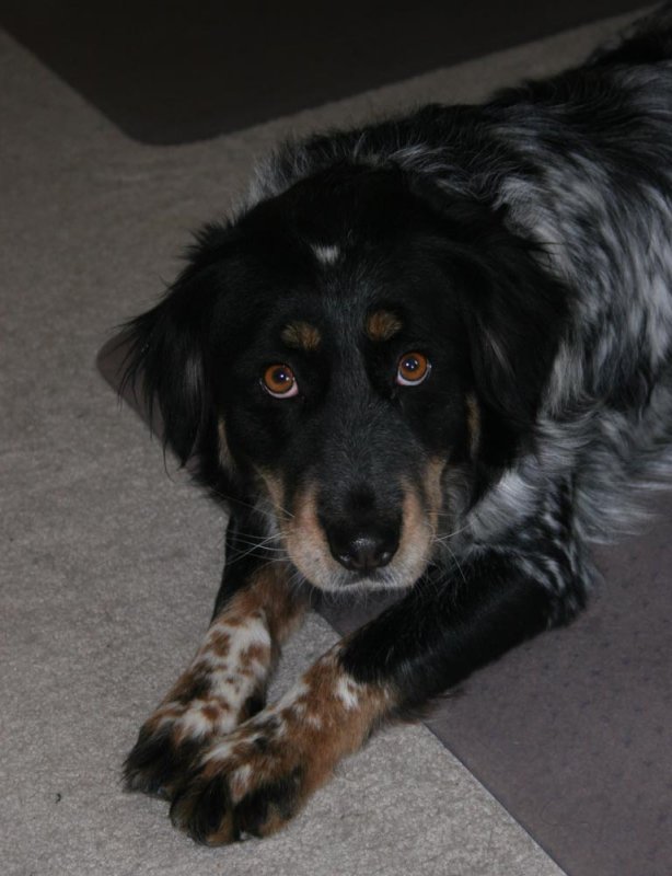 Daisy