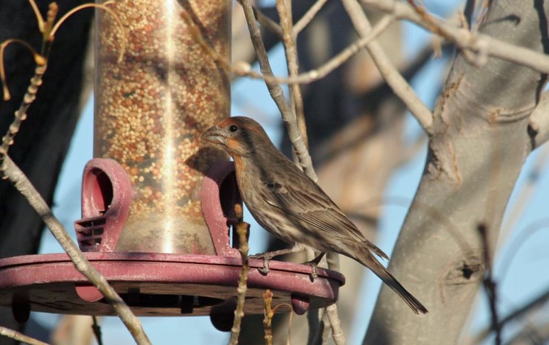 Tree Sparrow