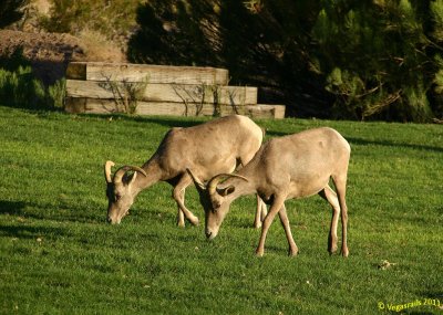 Big Horn Sheep Grazin