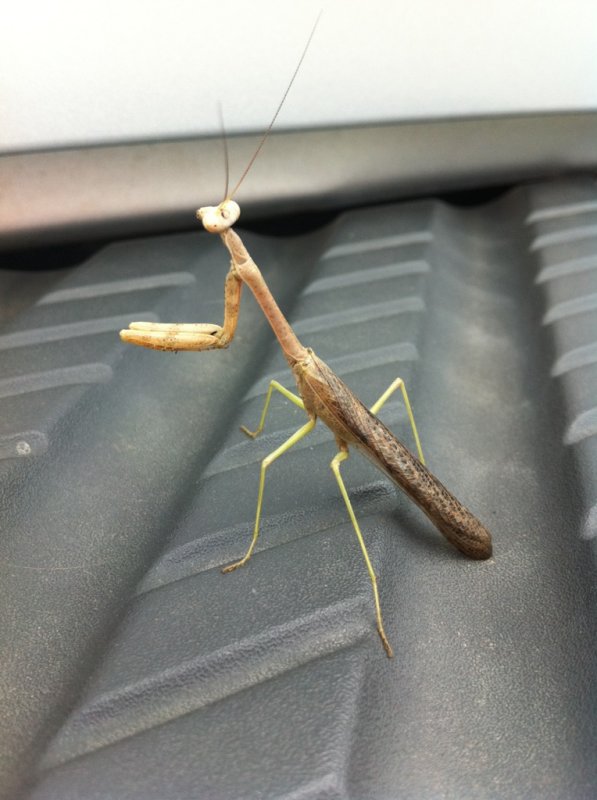 Look mom!! No hands!!