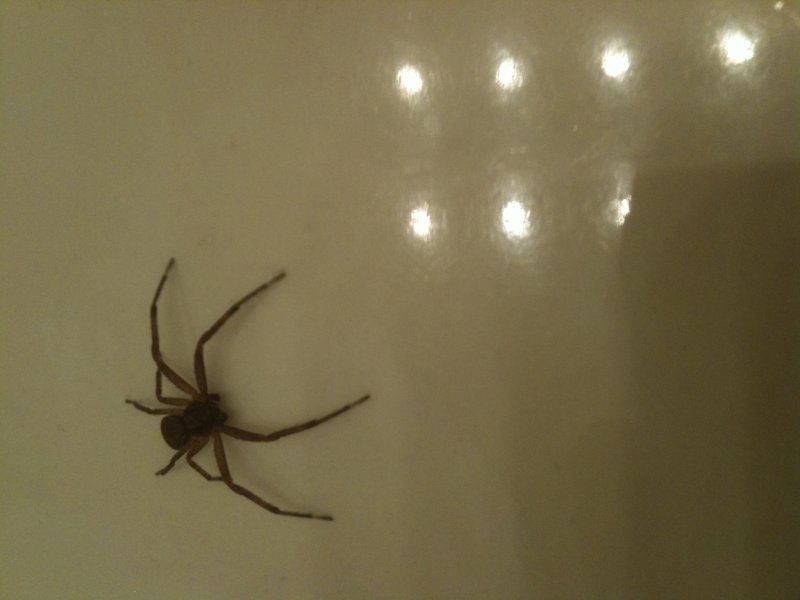 Some spider that was crawling on my flat screen