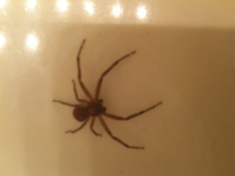 He got washed down the sink!!!