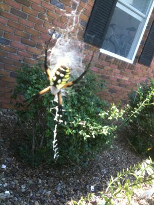 Garden spiders!!