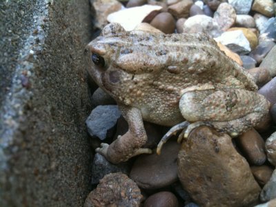 Froggy!!!