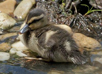 Duckling