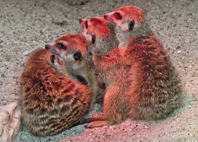 Meerkats keeping warm
