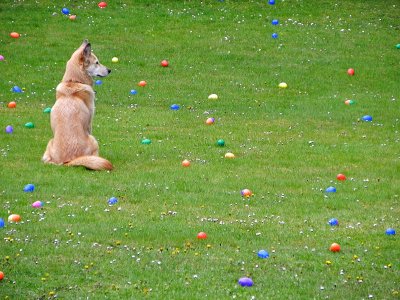 Guarding the Easter eggs