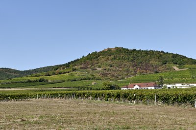Patricius Winery and Vineyard
