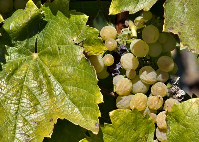 Tokaj grapes ready for harvest
